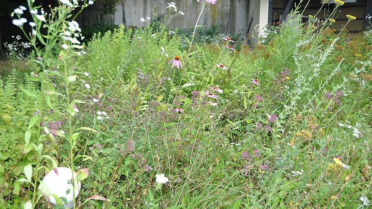 In einem bunt gemischten Kräuterbeet finden Insekten Nahrung in Hülle und Fülle. In einem bunt gemischten Kräuterbeet finden Insekten Nahrung in Hülle und Fülle.