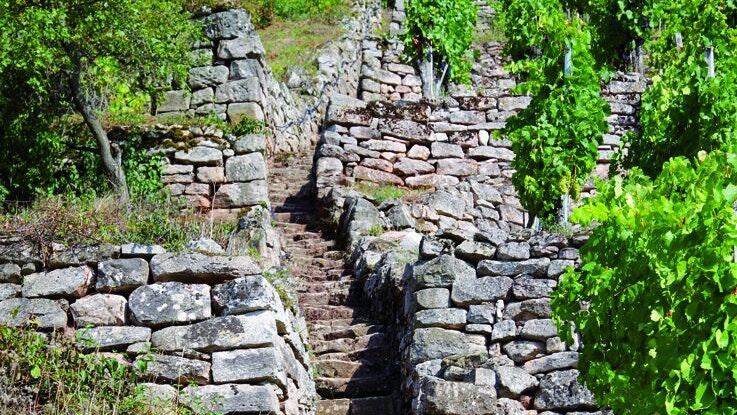 Weinbergstreppen gehören in Steinbach zum Landschaftsbild.