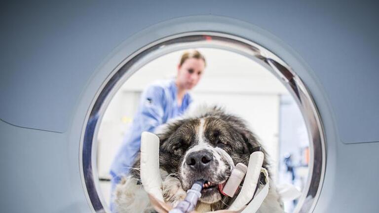 Hund «Charka» wird im Computertomographen (CT) wegen eines Tumors untersucht. Die Tierklinik Hofheim hat sich zunehmend auf die Krebsbehandlung von Haustieren spezialisiert. Foto: Frank Rumpenhorst       -  Um das Cauda Equina Syndrom bei Hunden festzustellen, kann unter anderem eine Computertomographie (CT) durchgeführt werden.