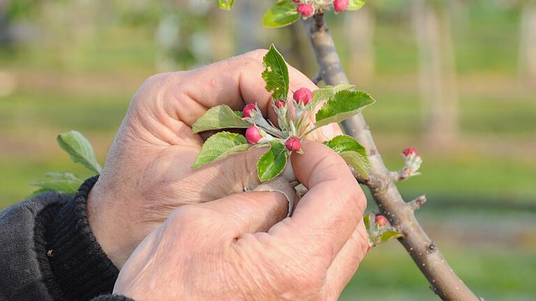Haben die Obstbäume den Frost unbeschadet überstanden? Das fragen sich derzeit nicht nur Obstbauern, sondern auch Hobbygärtner. Haben die Obstbäume den Frost unbeschadet überstanden? Das fragen sich derzeit nicht nur Obstbauern, sondern auch Hobbygärtner. 