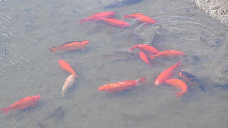 Gut genährt wirkten die Goldfische, unerwünschte Eindringlinge in einem Biotop bei Oberstreu.