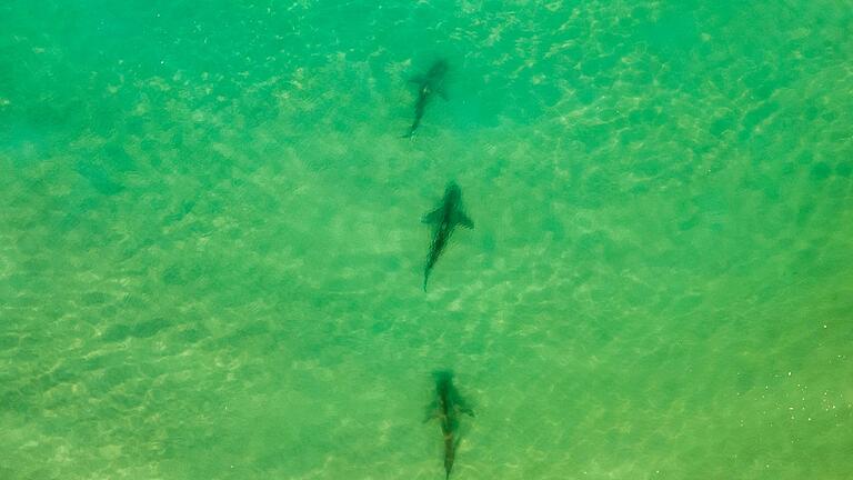 Haie in Israel - In einer Gegend im Norden Israels sammeln sich zwischen November und Mai Sandbank- und Schwarzhaie. (Archivbild) Haie in Israel - In einer Gegend im Norden Israels sammeln sich zwischen November und Mai Sandbank- und Schwarzhaie. (Archivbild)