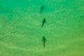 Haie in Israel       -  In einer Gegend im Norden Israels sammeln sich zwischen November und Mai Sandbank- und Schwarzhaie. (Archivbild)
