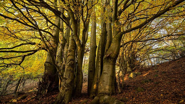 Der Klimawandel wird auch das Bild der Rhöner Wälder verändern. Einer der Verlierer bei der Umstellung zum Klimawald der Zukunft könnte die Buche sein.