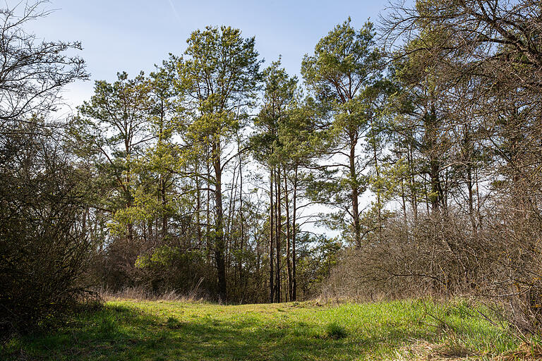 Allmählich wird es in der Natur wieder grün: im Frühling unterwegs auf der Streifbergtour durch die Wälder. Allmählich wird es in der Natur wieder grün: im Frühling unterwegs auf der Streifbergtour durch die Wälder.