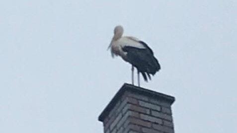 Dieser Storch über den Dächern von Hofheim, den sie mit ihrem Handy selbst fotografierte, war für Carola Lutsch der Auslöser, auf ihr langes Berufsleben zurückzublicken. Dieser Storch über den Dächern von Hofheim, den sie mit ihrem Handy selbst fotografierte, war für Carola Lutsch der Auslöser, auf ihr langes Berufsleben zurückzublicken.
