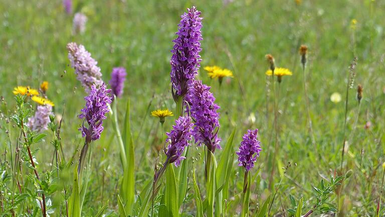 Schutz- und Pflegemaßnahmen wie die für das seltene Knabenkraut gehören ebenfalls zu den Aufgaben der Natur- und Landschaftspfleger. Schutz- und Pflegemaßnahmen wie die für das seltene Knabenkraut gehören ebenfalls zu den Aufgaben der Natur- und Landschaftspfleger.