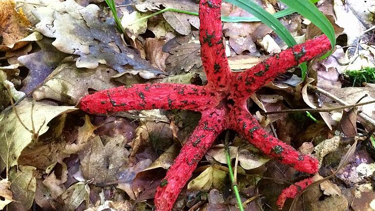 Bei einem Spaziergang im Wiesenbronner Wald hat Horst Wilhelm diesen bei nicht allzu seltenen Tintenfischpilz gefunden. Der ist zwar schön, aber nicht das, was echte Pilzsammler brauchen können. FOTO: Horst Wilhelm