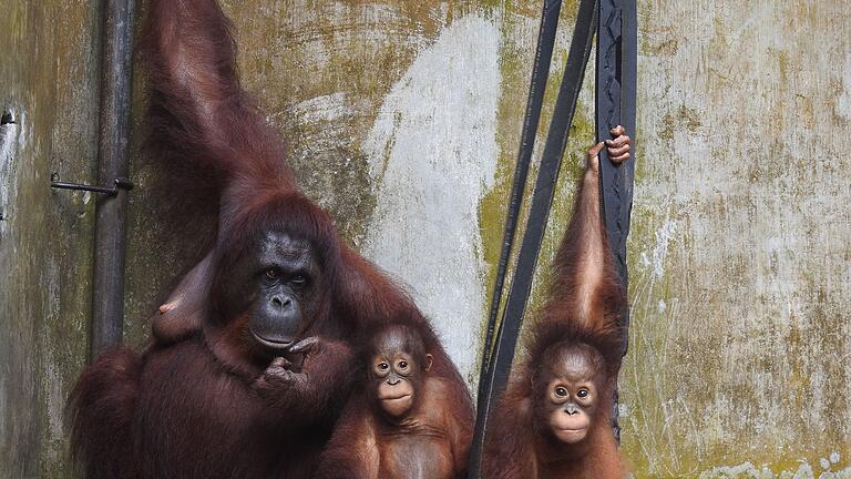 Orang-Utan-Mama Du auf Borneo - Die Kleinfamilie ist vorübergehend wieder ins Rettungszentrum Nyaru Menteng gezogen. Orang-Utan-Mama Du auf Borneo - Die Kleinfamilie ist vorübergehend wieder ins Rettungszentrum Nyaru Menteng gezogen.