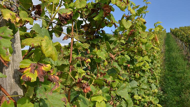 Peronospora, auch falscher Mehltau genannt, hat Frankens Winzern 2021 viel Arbeit und geringere Erträge beschert.&nbsp;