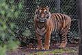 Sumatra-Tiger       -  In dem Freizeitpark leben Sumatra-Tiger und Bengalische Tiger. (Symbolbild)