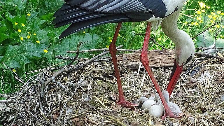 Die Storchenmutter kümmert sich sofort um die frisch geschlüpften Küken.