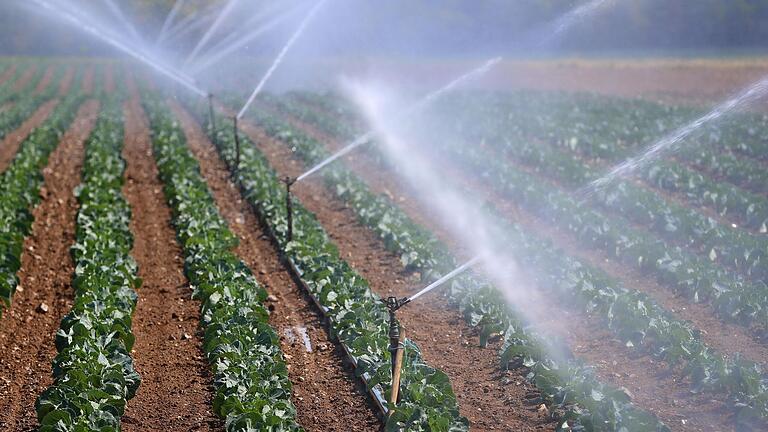 Gemüsefelder bei Albertshofen, die künstlich bewässert werden. Der Wasserbeschaffungsverband im Gemüsedorf im Landkreis Kitzingen ist einer der größten Grundwasser-Entnehmer in Unterfranken.