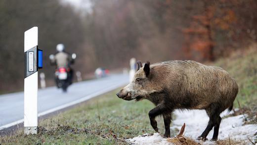 Wildtiere kennen keine Zeitumstellung       -  Wer hat an der Uhr gedreht? Das könnten sich Wildtiere jedes Jahr aufs Neue im Herbst fragen: Dank Zeitumstellung fällt der Berufsverkehr in die Morgendämmerung. Reh, Hirsch und Wildschwein werden auf der Suche nach Futter dann plötzlich von Autos überrascht.