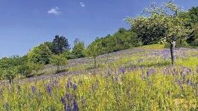 Das Titelbild auf Band 1 der &bdquo;Neuen Flora&ldquo;: eine Salbei-Hangwiese am Haßberg nahe Hofheim.