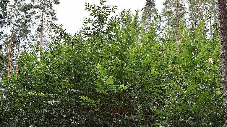 Die Esskastanie wird vielleicht in den Haßbergen künftig öfter zu finden sein. Sie kommt mit der Trockenheit und den steigenden Temperaturen ganz gut zurecht. Die Esskastanie wird vielleicht in den Haßbergen künftig öfter zu finden sein. Sie kommt mit der Trockenheit und den steigenden Temperaturen ganz gut zurecht.