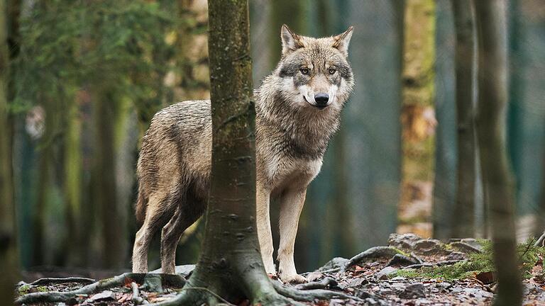 Seit einiger Zeit ist die Rhöner Wölfin nicht mehr in Erscheinung getreten. Dementsprechend kommen Fragen nach ihrem Verbleib auf. Das Foto zeigt nicht die Rhöner Wölfin, sondern ein Tier in Sachsen-Anhalt. Seit einiger Zeit ist die Rhöner Wölfin nicht mehr in Erscheinung getreten. Dementsprechend kommen Fragen nach ihrem Verbleib auf. Das Foto zeigt nicht die Rhöner Wölfin, sondern ein Tier in Sachsen-Anhalt.