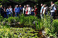 Wasser, Fische und üppiges Grün: In Veitshöchheim bewunderten die Teilnehmer eines Gartengestaltungsseminars der Bayerischen Gartenakademie den sehr natürlich wirkenden Goldfischteich im Garten der Familie Dömling.