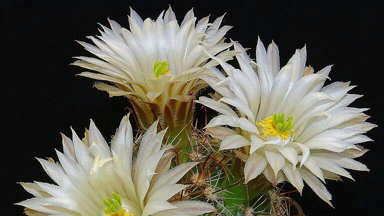 Eine Mammillaria wrightii var. wolfii.