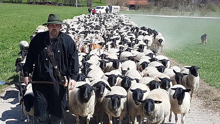 Imposantes Bild: Schäfer Julian Schulz macht sich mit seiner Herde und den Hütehunden Kim und Dasy vom Schafstall in Ginolfs auf die Hochflächen der Hochrhön.