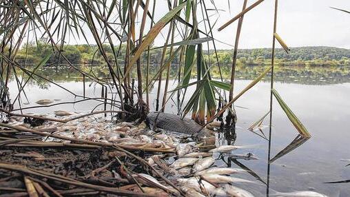 Fischsterben: Massenweise trieben Mitte September tote Fische auf dem Großen Wörthsee in den Mainauen zwischen Haßfurt und Augsfeld. Mehrere Maßnahmen zur Verbesserung des Sauerstoffgehalts im See sollen einer Wiederholung im kommenden Jahr vorbeugen. Fischsterben: Massenweise trieben Mitte September tote Fische auf dem Großen Wörthsee in den Mainauen zwischen Haßfurt und Augsfeld. Mehrere Maßnahmen zur Verbesserung des Sauerstoffgehalts im See sollen einer Wiederholung im kommenden Jahr vorbeugen.