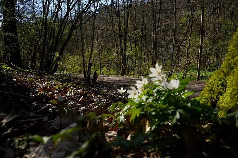 Verwunschen wie in einem Märchen: Den Waldweg zwischen Oberdürrbach und Güntersleben könnten sich die Gebrüder Grimm ausgedacht haben. Der Belag ist zwar nicht befestigt, aber trotzdem gut zu befahren.