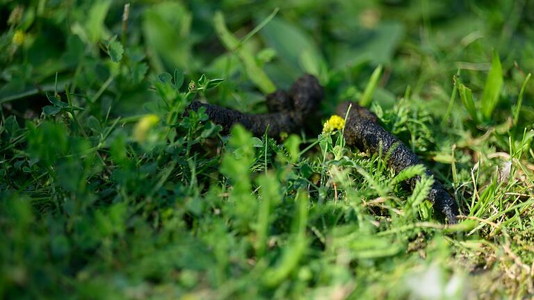 Ein Aufreger bei Badegästen des Würzburger Naherholungsgebiets sind die Hinterlassenschaften der Nilgänse.&nbsp;