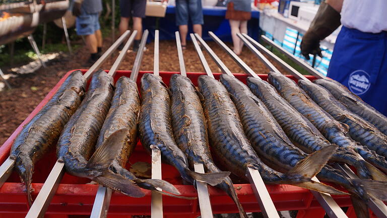 Vorbereitete Makrelen für das Oberpleichfelder Fischfest Foto: Irene Konrad Vorbereitete Makrelen für das Oberpleichfelder Fischfest Foto: Irene Konrad