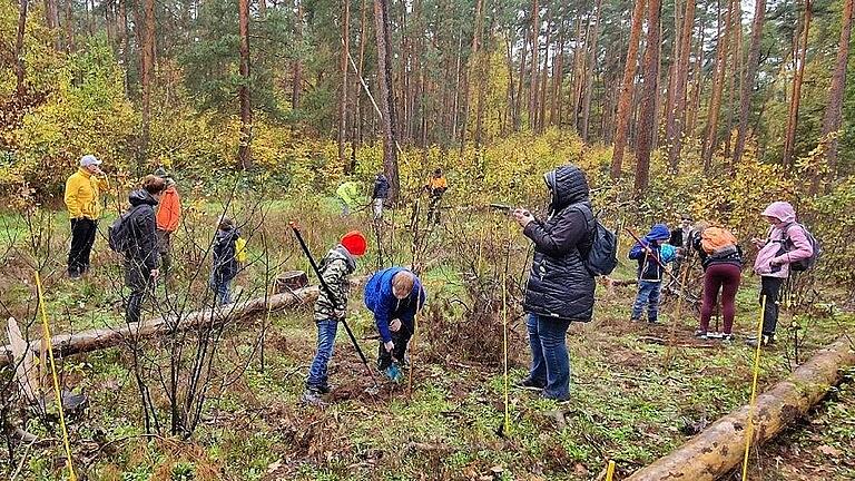 Waldverjüngung im Sommerhäuser Forst: Revierförster Wolfgang Schölch sammelte mit Schulklassen der Rupert-Egenberger-Schule zunächst Eicheln und säte diese dann mit den Kindern zusammen aus. Waldverjüngung im Sommerhäuser Forst: Revierförster Wolfgang Schölch sammelte mit Schulklassen der Rupert-Egenberger-Schule zunächst Eicheln und säte diese dann mit den Kindern zusammen aus.
