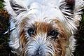 Ruhiger Batzi       -  (mro)   Batzi ist ein West Highland White Terrier und erst seit wenigen Tagen im Tierheim. Momentan wird der achtjährige Rüde noch wegen einer Augenentzündung behandelt. Batzi ist kastriert und ruhig, er mag keine Hektik und sucht ein liebevolles Plätzchen für entspannte Tage. Er ist stubenrein und autofest, allerdings verträgt er sich mit anderen Hunden und Katzen nicht so gut. Am liebsten wäre Batzi ein Zuhause bei einem älteren Ehepaar, das ein gewisse Ruhe ausstrahlt. Weitere Infos gibt es beim Tierheim Kitzingen unter  (0 93 21) 50 63 und im Internet unter www.tierheim-kitzingen.de.            Foto: meike rost