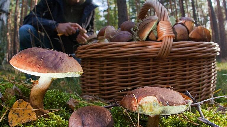 Herbstzeit ist Pilzzeit - Pilzsammeln, Holzversorgung, Betretungsrechte, Schwarzwild – ein Referatsleiter des Umweltministeriums äußerte sich bei einer Bürgerversammlung in Heigenbrücken zu vielen Themen, die im Zuge der Nationalparkdiskussion kontrovers diskutiert werden Herbstzeit ist Pilzzeit - Pilzsammeln, Holzversorgung, Betretungsrechte, Schwarzwild – ein Referatsleiter des Umweltministeriums äußerte sich bei einer Bürgerversammlung in Heigenbrücken zu vielen Themen, die im Zuge der Nationalparkdiskussion kontrovers diskutiert werden