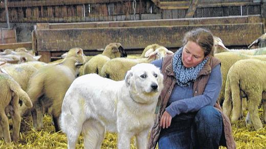 Unter Lämmern: Maremmano-Hündin Elin, im Bild mit Frauchen Christiane Geiger, ist schüchtern, aber dennoch sehr wachsam.