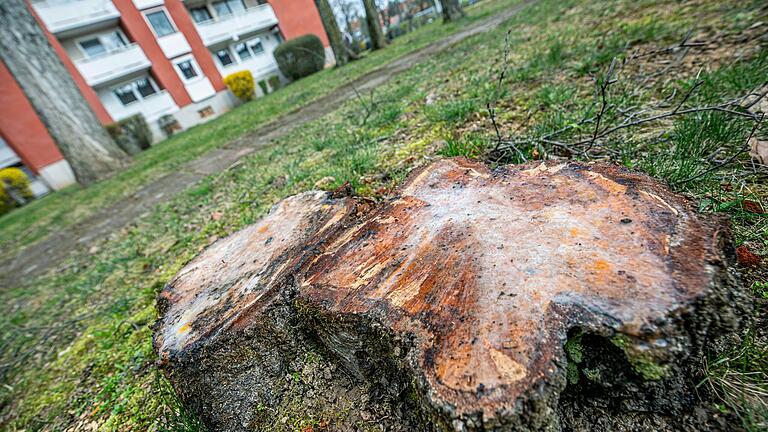 Dieser Baumstumpf 'blutet' noch. Die gelartige Masse auf der Oberfläche tritt aus, wenn Bäume in der Mobilisierungsphase gefällt werden.