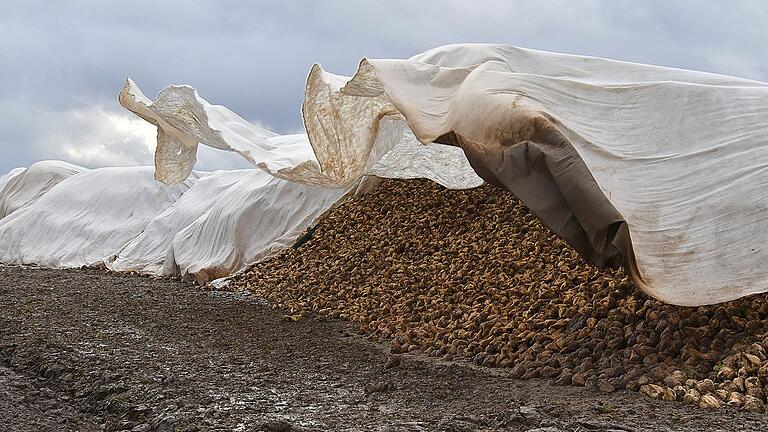 Der Sturm lüftete am Mittwoch bei Rittershausen die Vliesabdeckung, mit der die Zuckerrübenmieten vor Frost und Regen geschützt werden. Der Sturm lüftete am Mittwoch bei Rittershausen die Vliesabdeckung, mit der die Zuckerrübenmieten vor Frost und Regen geschützt werden.