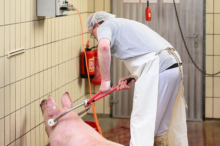 Mit einer Elektrozange betäubt Metzgermeister Eberhard Bumm ein Schlachtschwein. Mit einer Elektrozange betäubt Metzgermeister Eberhard Bumm ein Schlachtschwein.