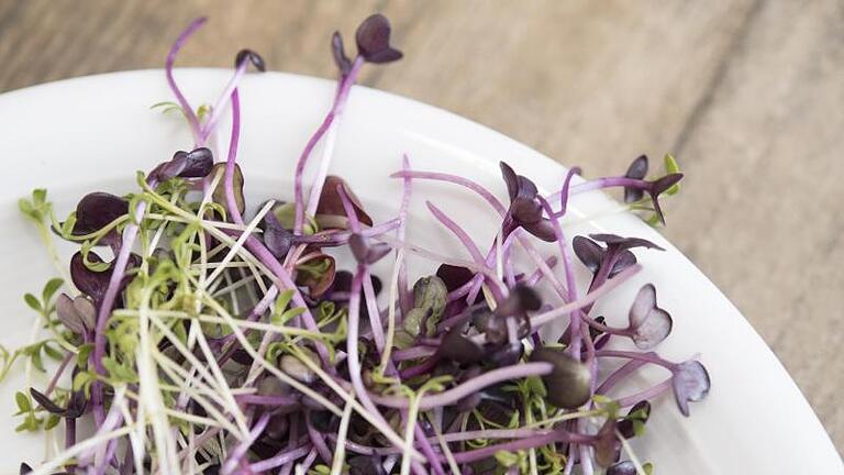 Sehen hübsch aus und sind gesund: Microgreens wie Kresse und Rettich-Keimlinge. Foto: Robert Günther/dpa-tmn       -  Sehen hübsch aus und sind gesund: Micro-Greens wie Kresse und Rettich-Keimlinge.