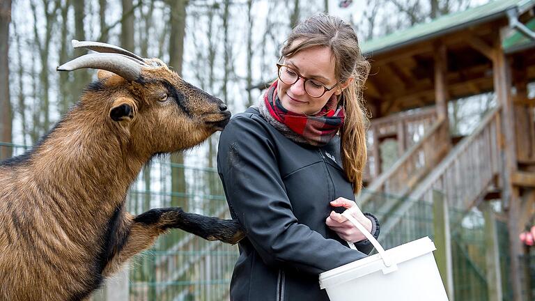 Ziegenbock 'Boss' will mehr Brot. Ziegenbock 'Boss' will mehr Brot.
