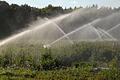 Grundwasser für unterfränkische Blumen: Diese Fläche mit Zierpflanzen wird auch über das Brauchwassersystem des Wasserbeschaffungsverbandes Albertshofen (Lkr. Kitzingen) bewässert.