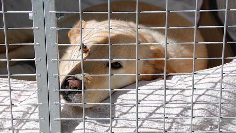 Schwer vermittelbare Hunde im Tierheim Wannigsmühle - Wartet auf ein neues Herrchen oder Frauchen. Schwer vermittelbare Hunde im Tierheim Wannigsmühle - Wartet auf ein neues Herrchen oder Frauchen.
