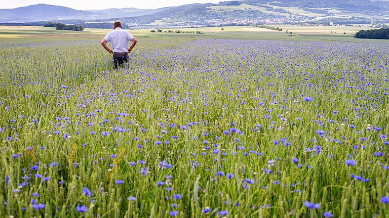 Bio-Bauer Eberhard Räder im Juli 2019 auf seinem Weizenfeld bei Unterelsbach im Landkreis Rhön-Grabfeld, auf dem sich viele blaue Kornblumen selbst ausgesät haben.