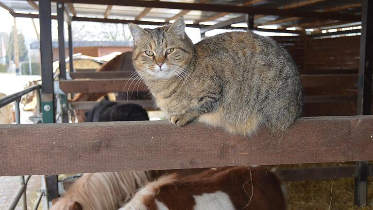 Alles im Blick: Auch Heady, eine von vielen Katzen auf dem Tierschutzhof, wird vom Verein Tierschutzhof versorgt.