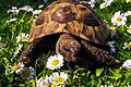 Landschildkröte in Aktion: Um sie dreht sich das Seminar in der Alten Synagoge.