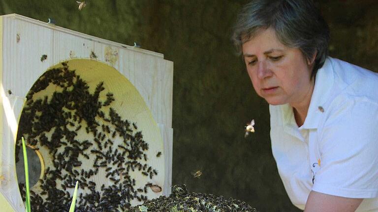 kg-bcs-bienenkugel-seehaus-arnold-3       -  Imkerin Annette Seehaus-Arnold beobachtet auf diesem Archivfoto die Entwicklung eines Bienenvolks. Doch auch ihre Aktivitäten standen unter Beobachtung: Der Bezirks- und Landesverband Bayerische Imker schloss die Rhön-Grabfelder Kreisvorsitzende diesen Sommer wegen &bdquo;verbandsschädlichen&rdquo; Verhaltens aus.