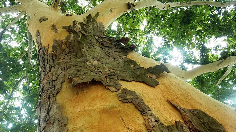 Platanen lassen ihre Rinde fallen: Ein nicht nur in Schweinfurt auftretendes Phänomen, das besonders in sehr heißen Sommern passiert und ein klares Indiz für den Klimawandel vor Ort ist.