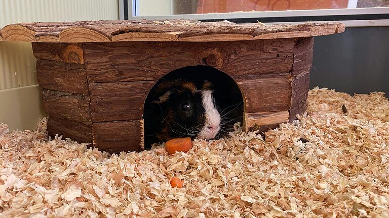 Flauschi ist ein Rosettenmeerschweinchen. Er genießt seine Zeit mit seinem Bruder. Beide Meerschweinchen sind kastriert.&nbsp;