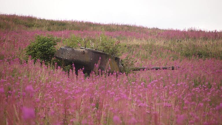 Blumenmeer mit Panzerwrack am Dammersfeld.