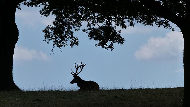 Wie ein Scherenschnitt wirkt die Ansicht eines Rothirsches im Gegenlicht, der im Schatten zwischen zwei Eichen ruht. Fotografiert auf dem Hutewaldweg bei Hellmitzheim am 31.07.2015 um die Mittagszeit.