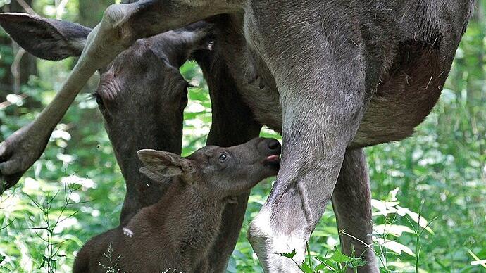 Elchnachwuchs im Tierpark.