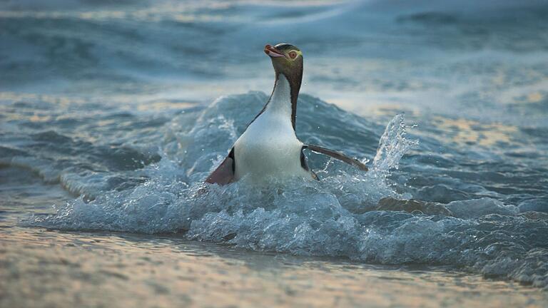 Hoiho ist Neuseelands Vogel des Jahres - Der Hoiho ist einer der seltensten Pinguine der Welt. Hoiho ist Neuseelands Vogel des Jahres - Der Hoiho ist einer der seltensten Pinguine der Welt.