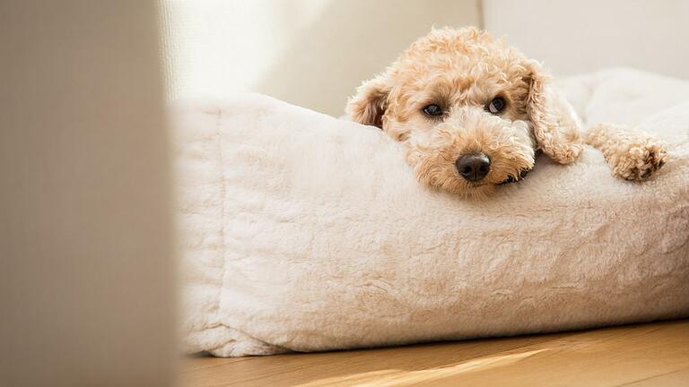 Besuch mit Hund: Vorab klare Regeln festlegen.jpeg       -  Mit einem kleinen Körbchen oder einer vertrauten Decke, bekommt der Hund im fremden Umfeld einen eigenen Rückzugsort.